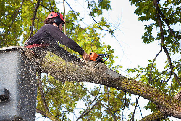 The Steps Involved in Our Tree Care Process in Hillcrest, CA